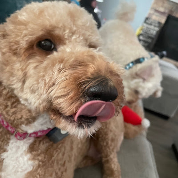 Meet your Posher, Kameron - Picture 1 of 1